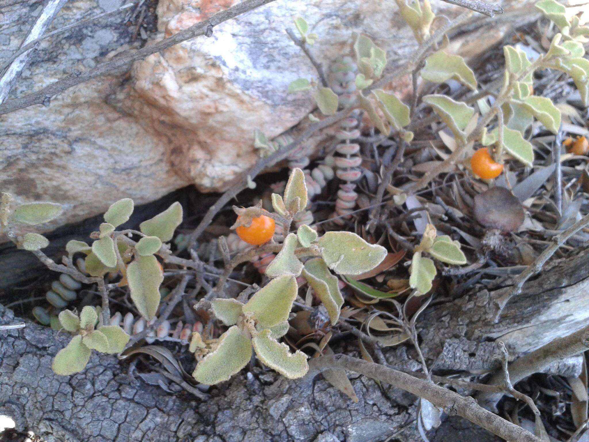 Imagem de Solanum tomentosum var. tomentosum