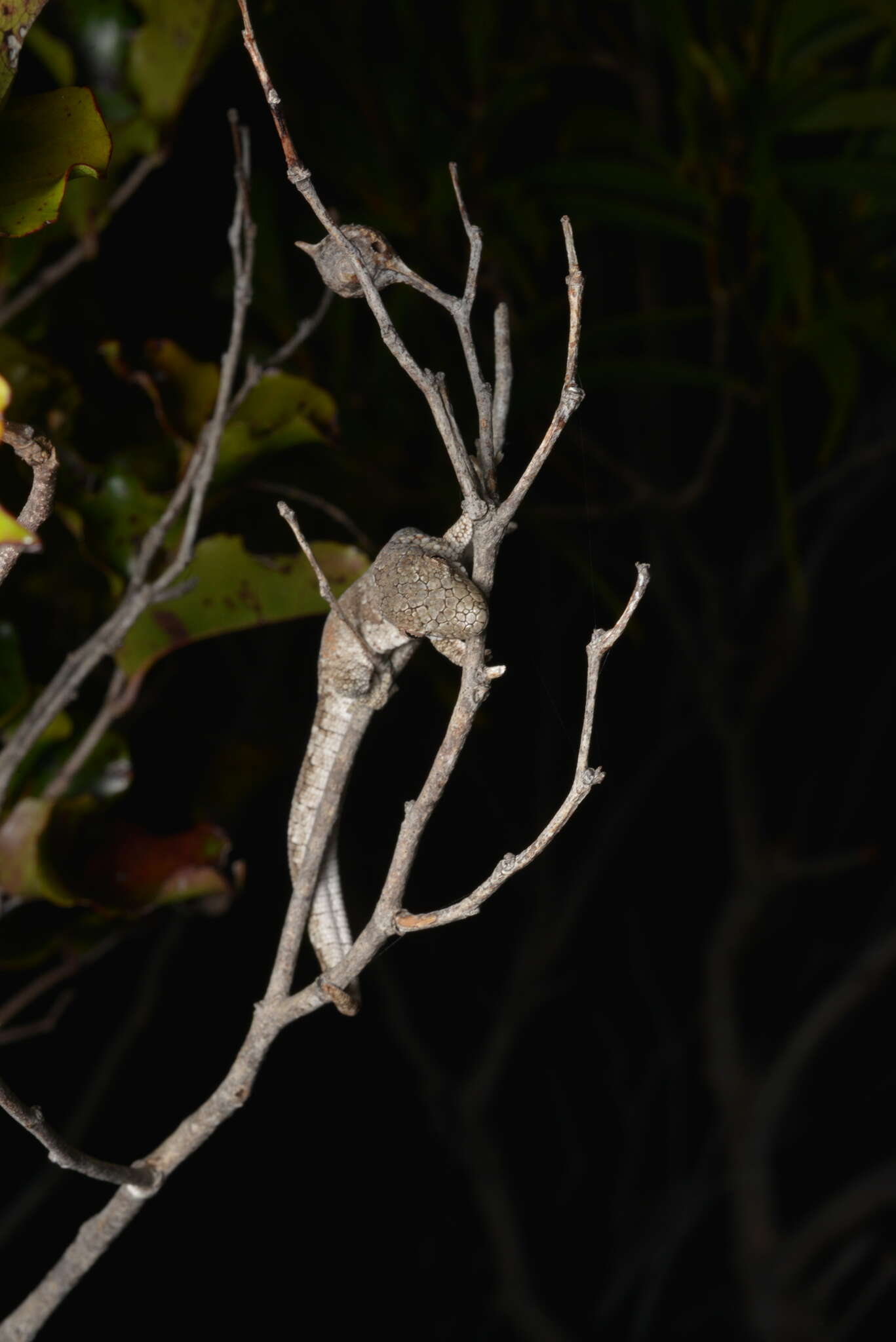 Image of Vieillard's Chameleon Gecko