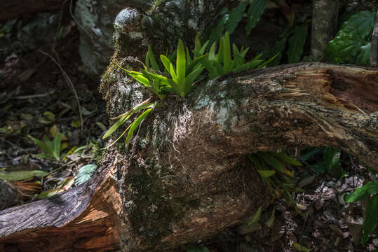 Image of Southern green fairy orchid