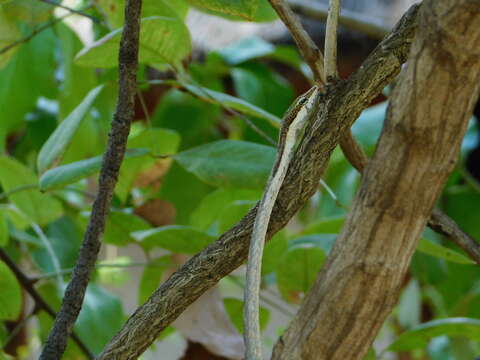 Image of Twig snake