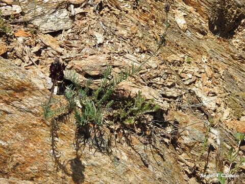 Image of roadside toadflax