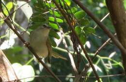 Imagem de Basileuterus culicivorus hypoleucus Bonaparte 1850