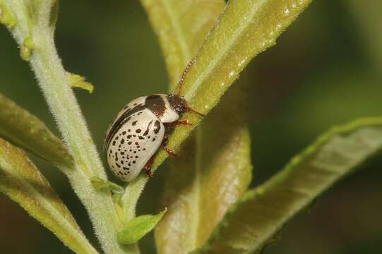 Image of Common Willow Calligrapha