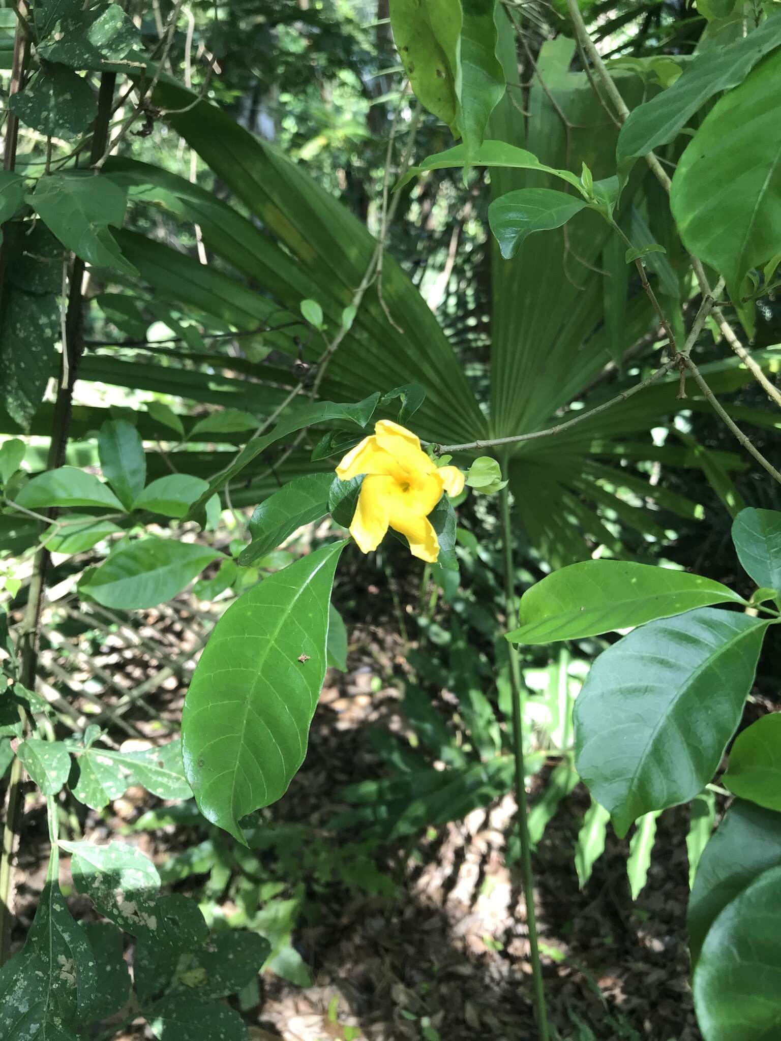 Plancia ëd Tabernaemontana grandiflora Jacq.