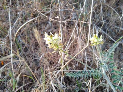 صورة Astragalus congdonii S. Wats.