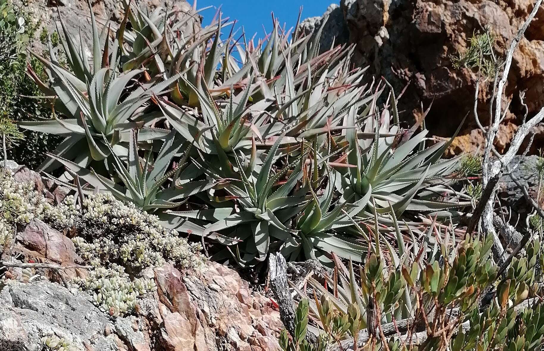 Слика од Aloe succotrina Weston