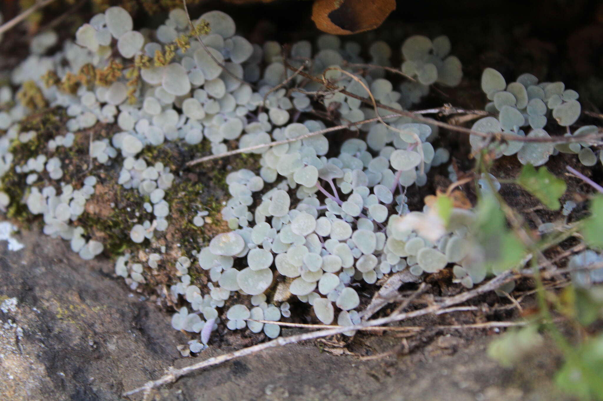 Image of Crassula nemorosa (Eckl. & Zeyh.) Endl. ex Walp.