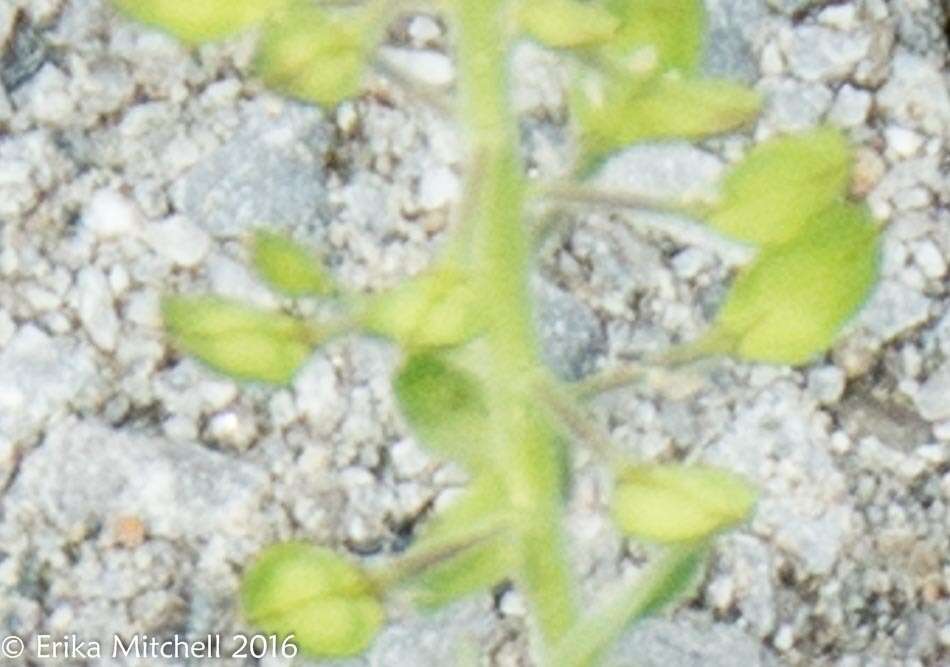 Image of field pepperweed