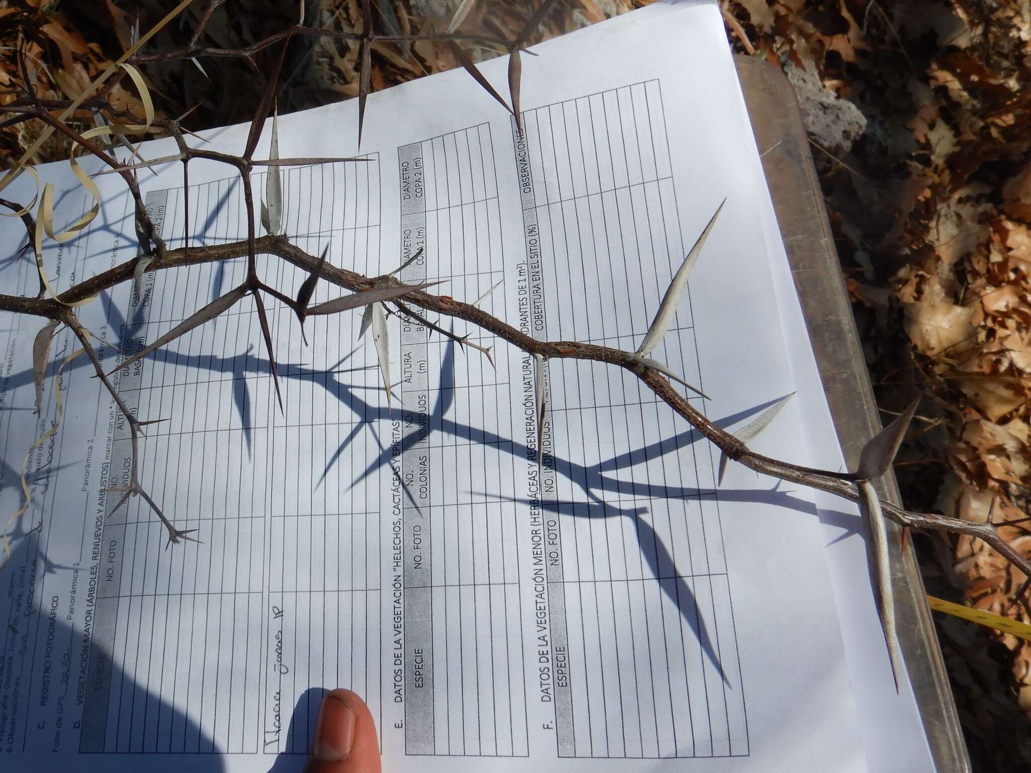 Image of Vachellia campeachiana (Mill.) Seigler & Ebinger