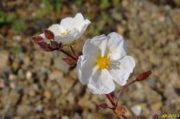 صورة Halimium umbellatum subsp. umbellatum