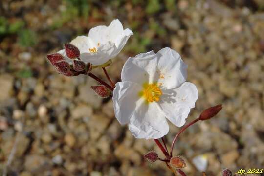 صورة Halimium umbellatum subsp. umbellatum