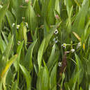 Image of Sagittaria macrophylla Zucc.