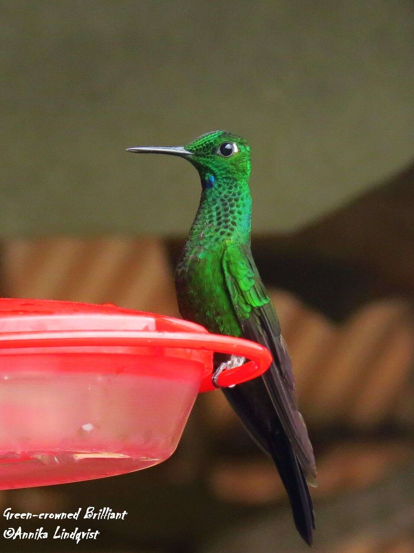 Image of Green-crowned Brilliant