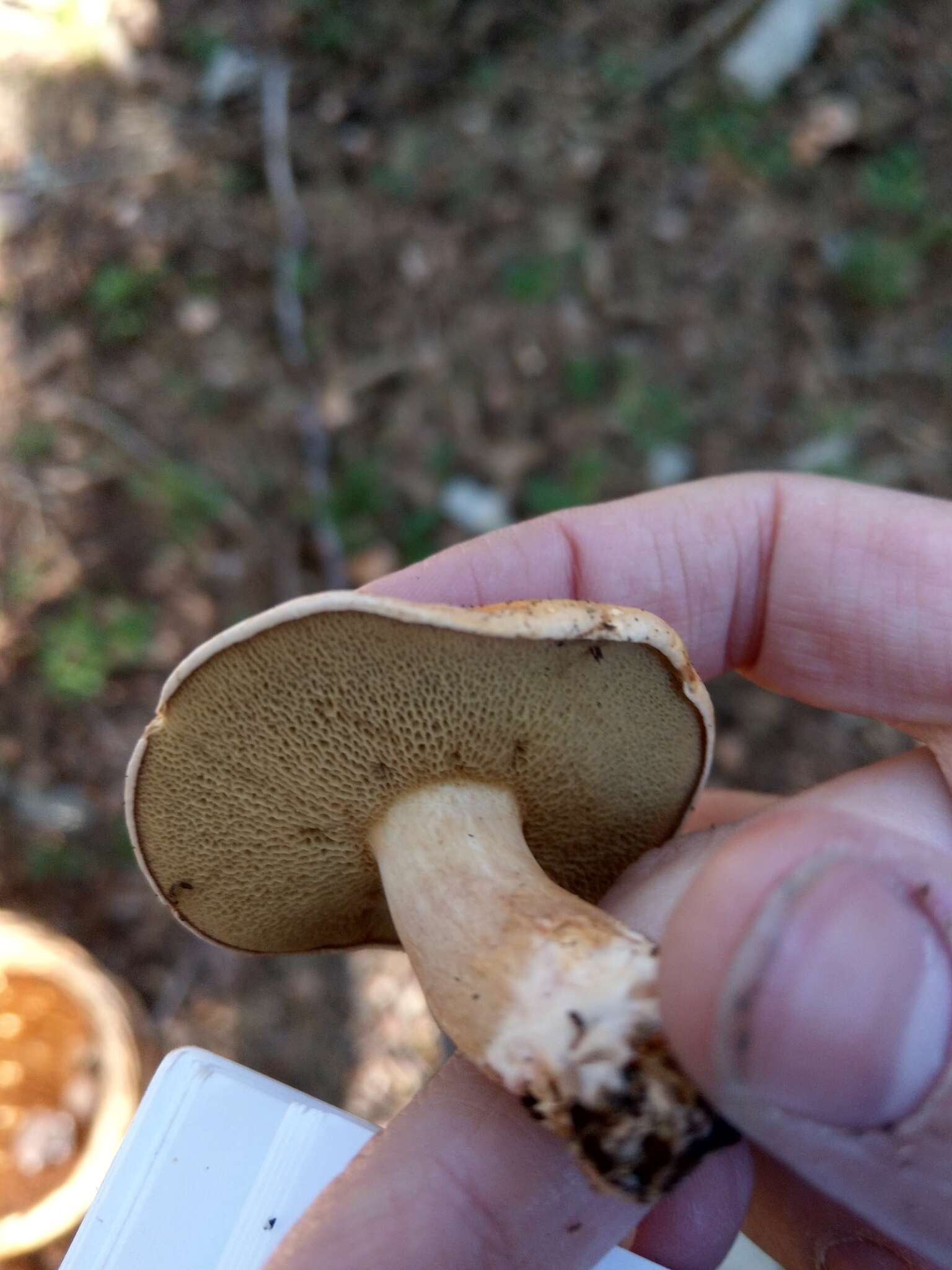 Image of Suillus bovinus (L.) Roussel 1796