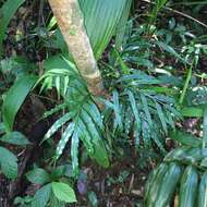 Image de Lomariopsis boninensis Nakai