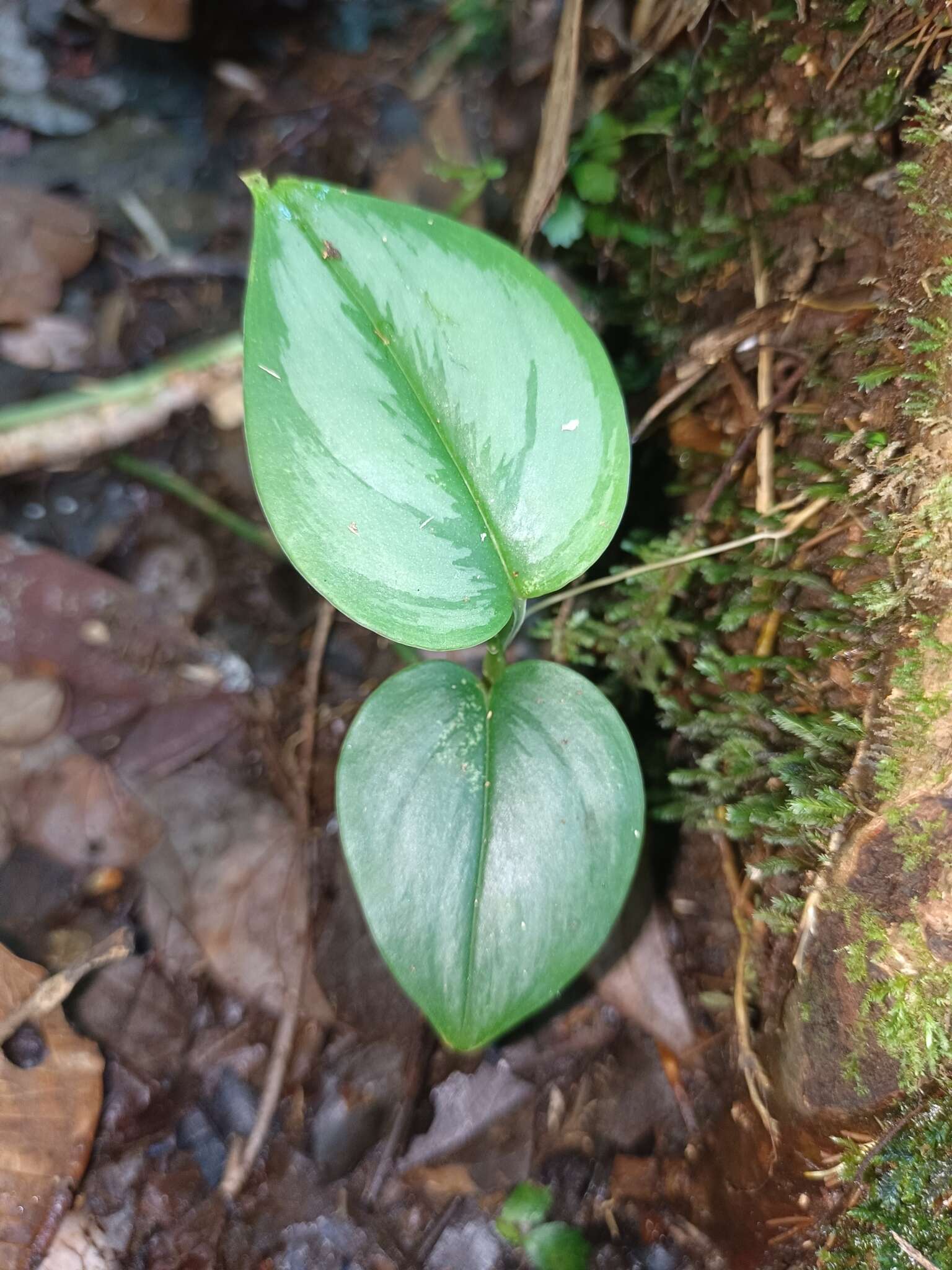 Image of Scindapsus treubii Engl.