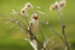 Image of Blyth's Reed Warbler