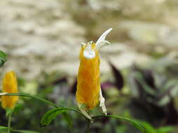 Image of pachystachys
