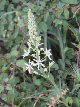 Image de Ornithogalum sphaerocarpum A. Kern.