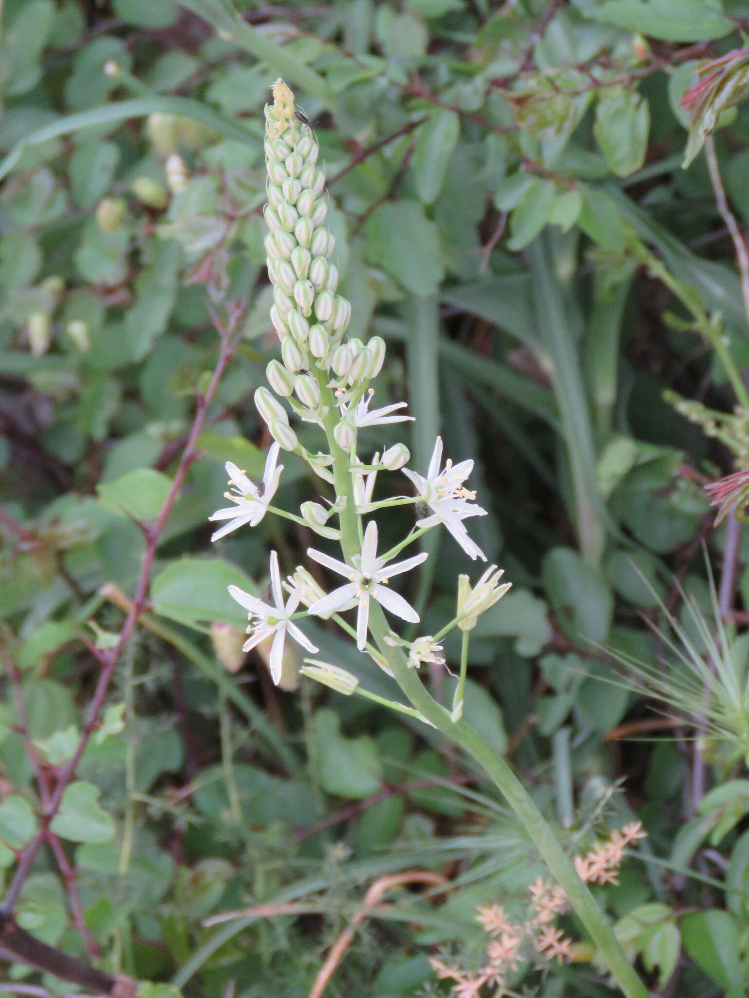 Image of Ornithogalum sphaerocarpum A. Kern.