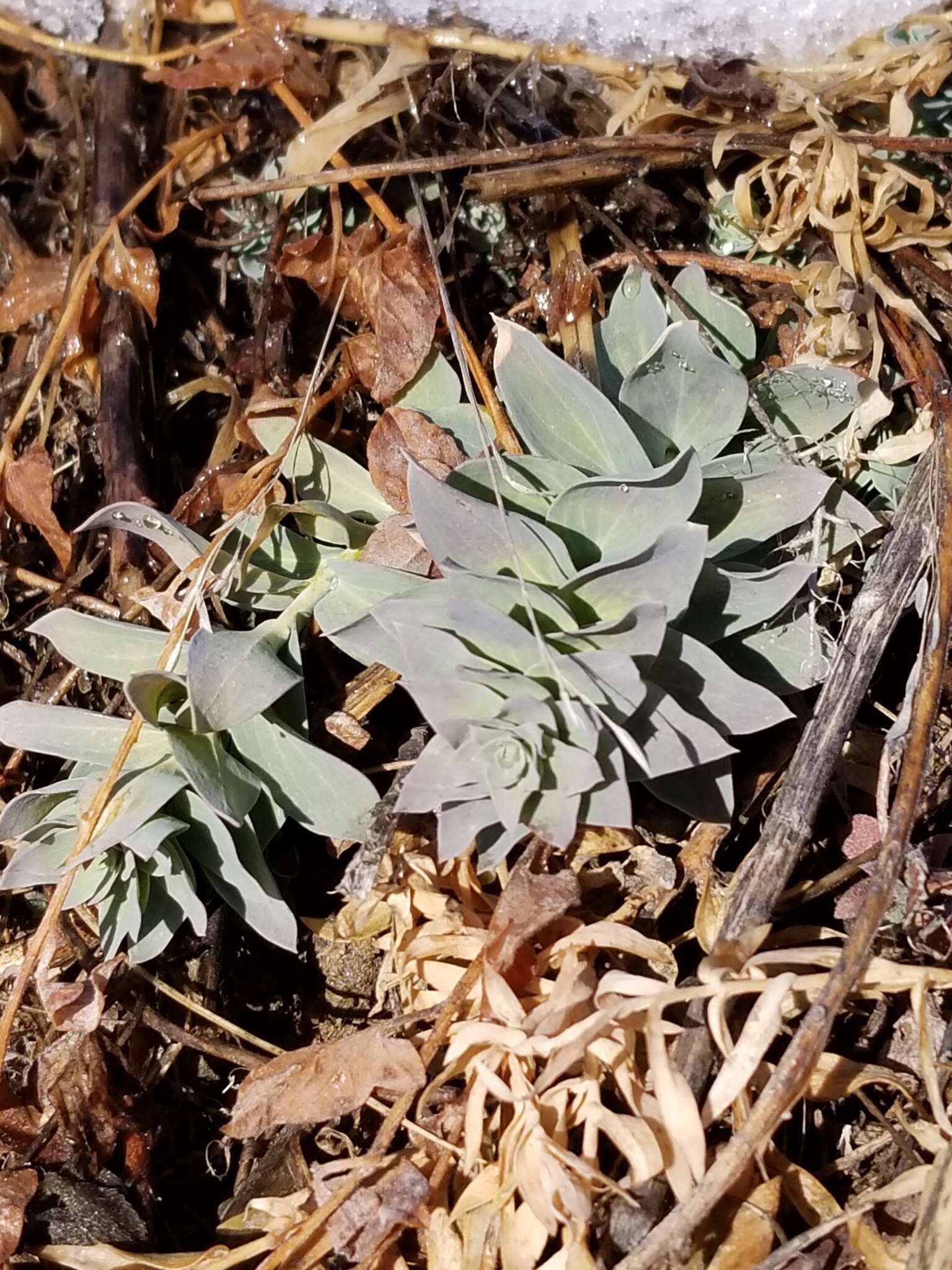 Image of myrtle spurge