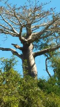 Image de Adansonia grandidieri Baill.