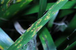 Image of Puccinia iridis Wallr. 1844