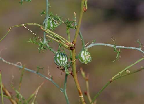 Image of slimlobe globeberry