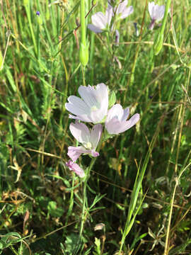 Image of dwarf checkerbloom