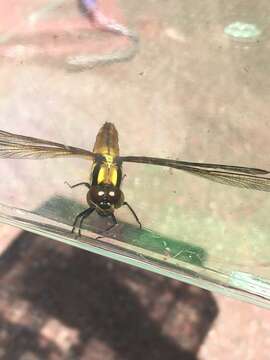 Image de Lyriothemis tricolor Ris 1916