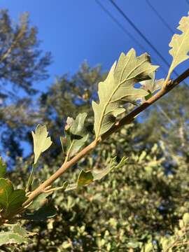 Image of hybrid oak