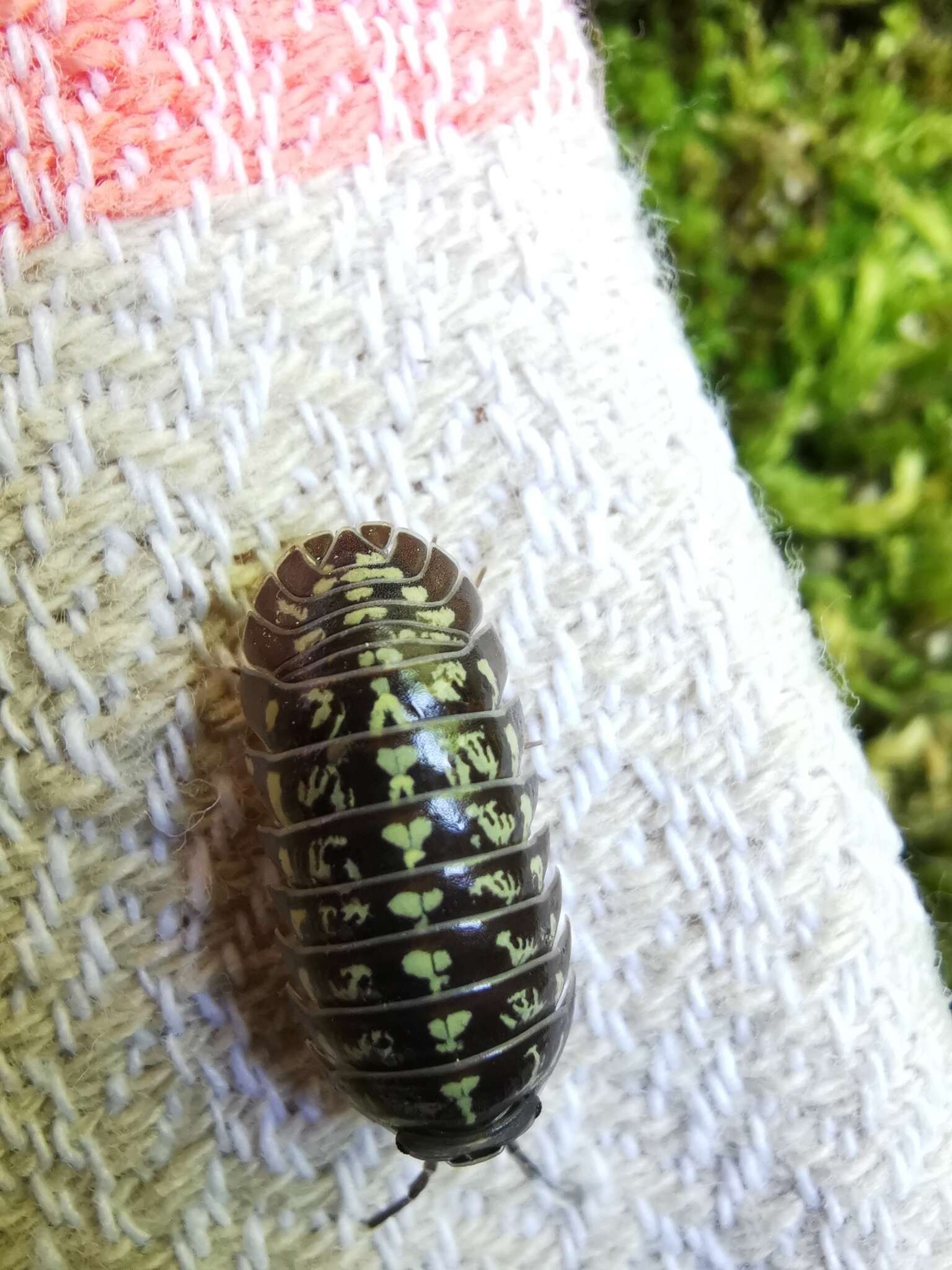 Image of Armadillidium simoni Dollfus 1887