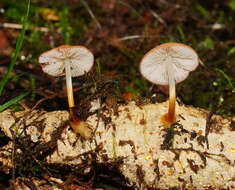 Image of Marasmius elegans (Cleland) Grgur. 1997