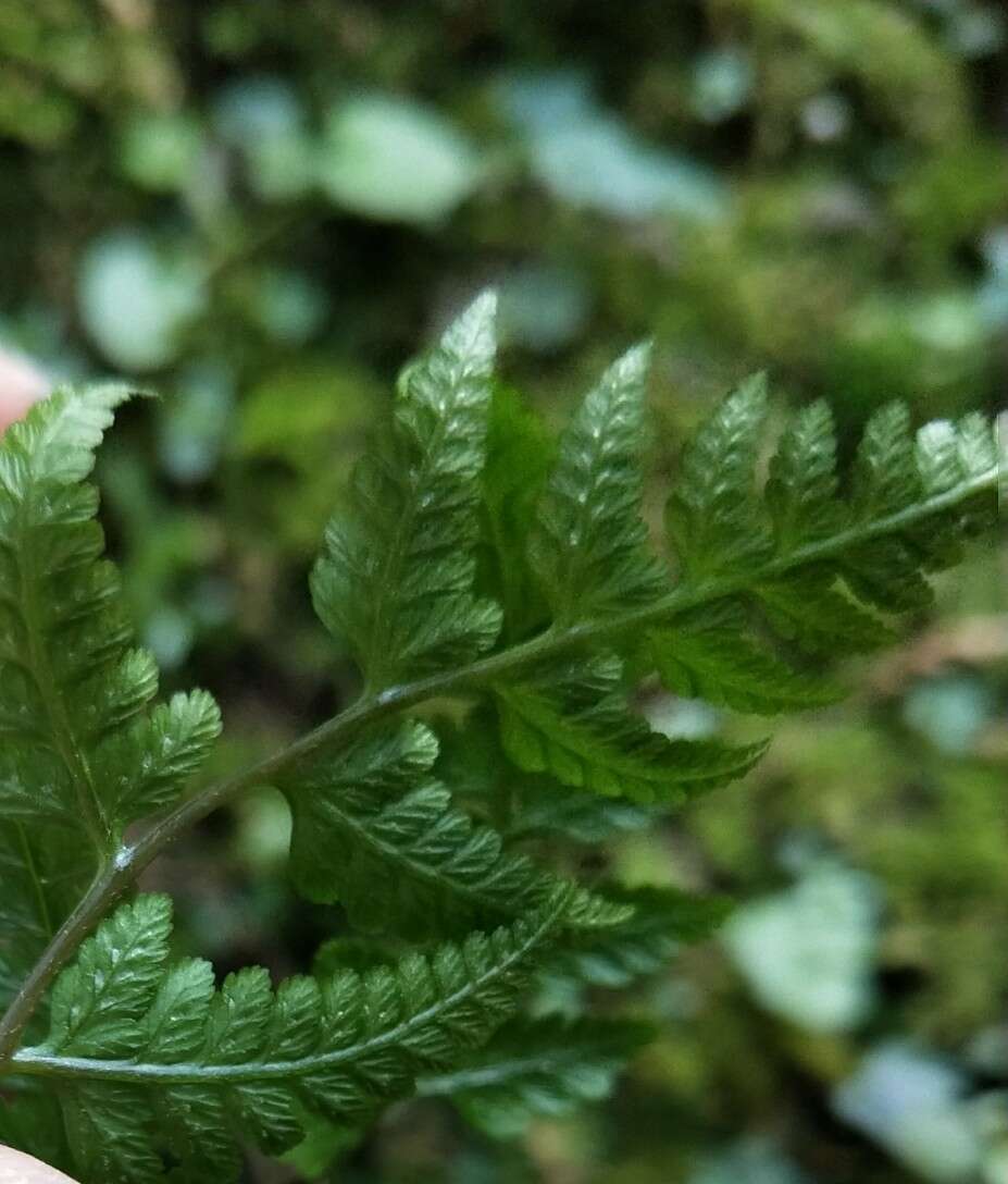 Sivun Athyrium silvicola Tag. kuva