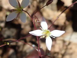 Image de Heliophila crithmifolia Willd.