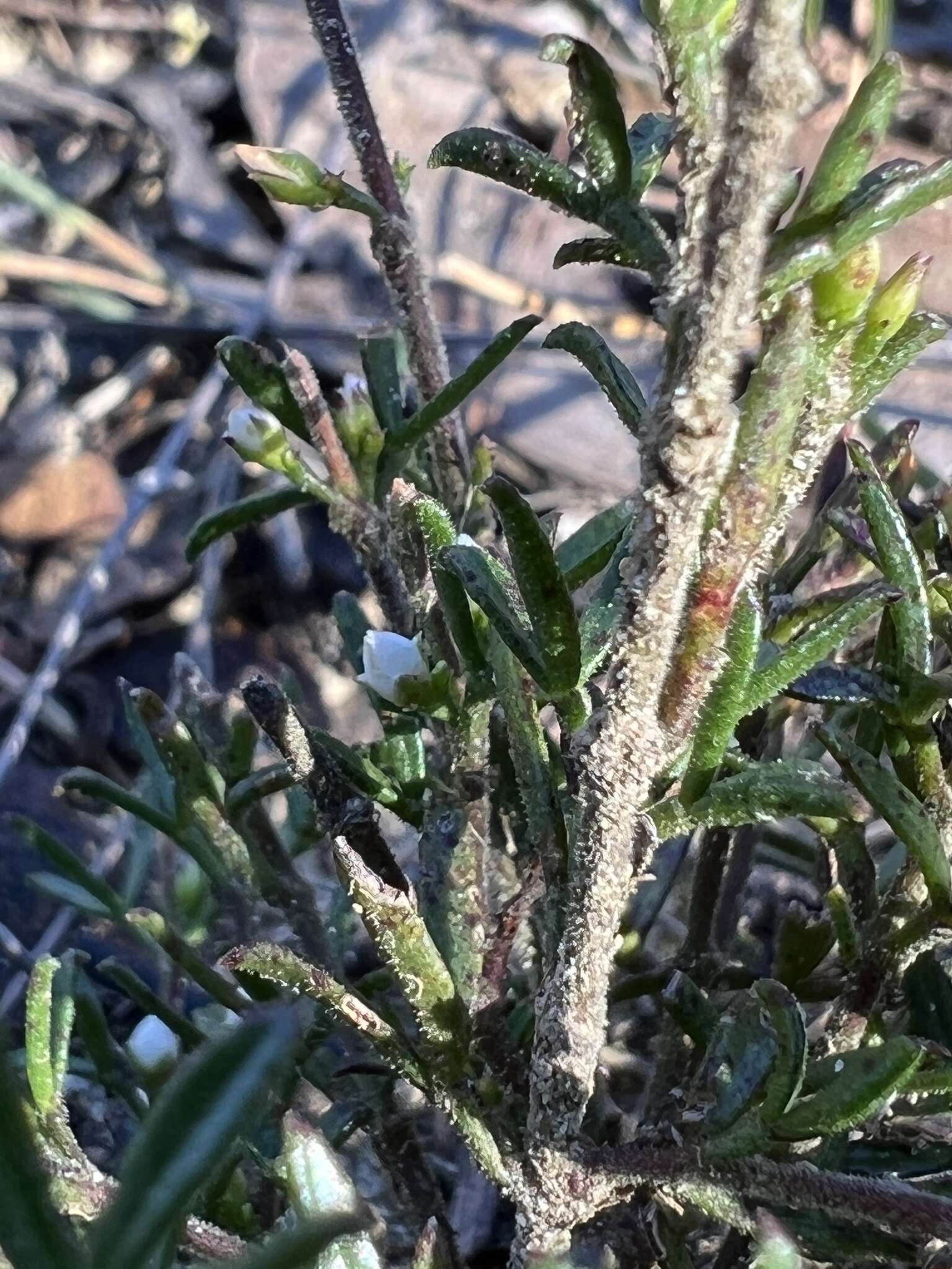 Image of Cyanothamnus rigens