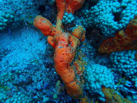 Image of orange elephant ear sponge