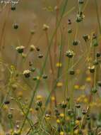 Слика од Sideritis libanotica Labill.