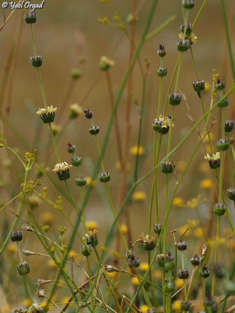 Слика од Sideritis libanotica Labill.