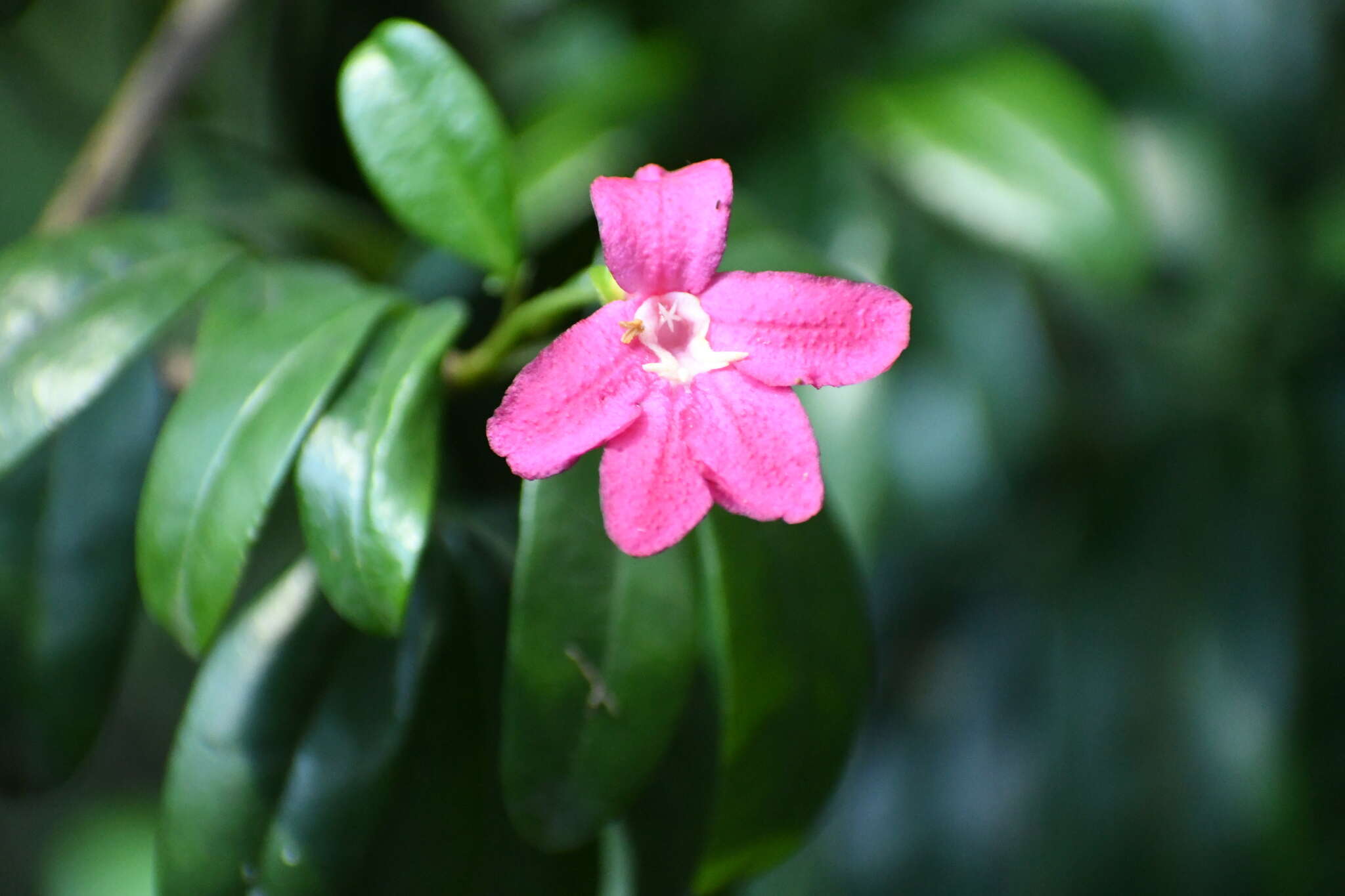 Слика од Ravenia spectabilis (Lindl.) Engl.