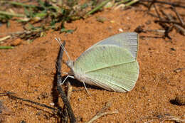 Слика од Teracolus subfasciatus Swainson 1833