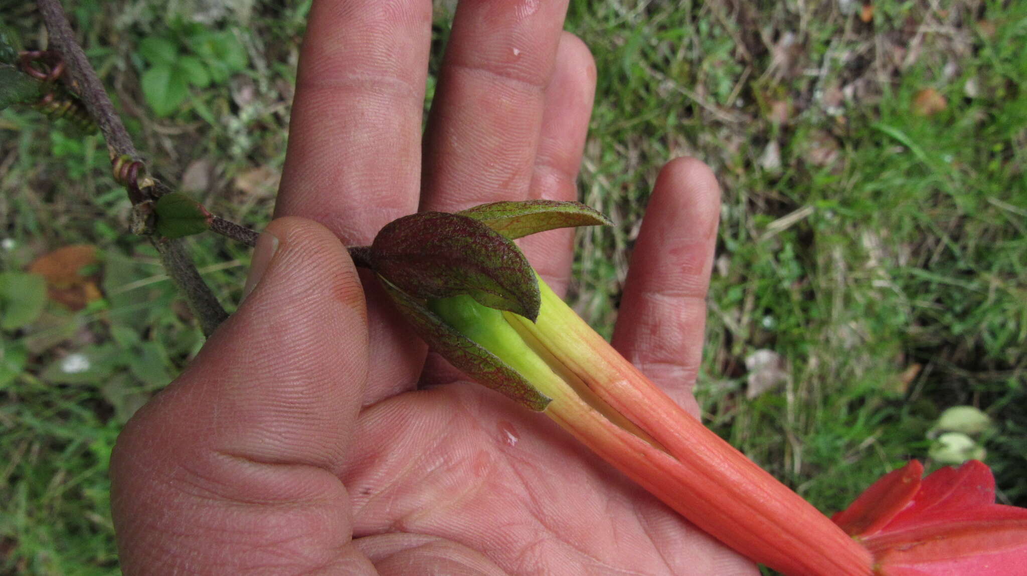 Imagem de Passiflora crispolanata Uribe