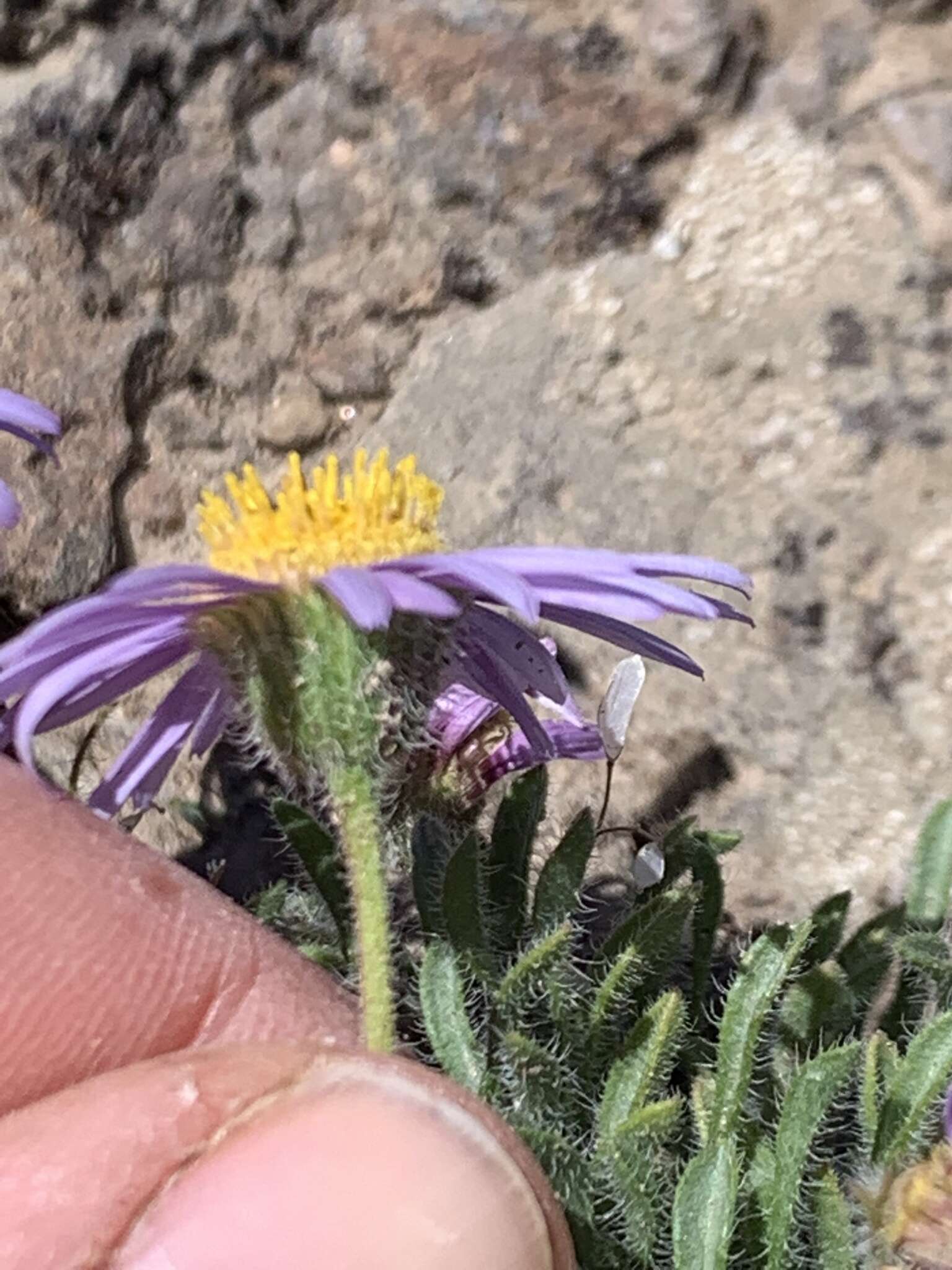 Imagem de Erigeron poliospermus A. Gray