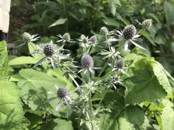 Image de Eryngium hookeri Walp.