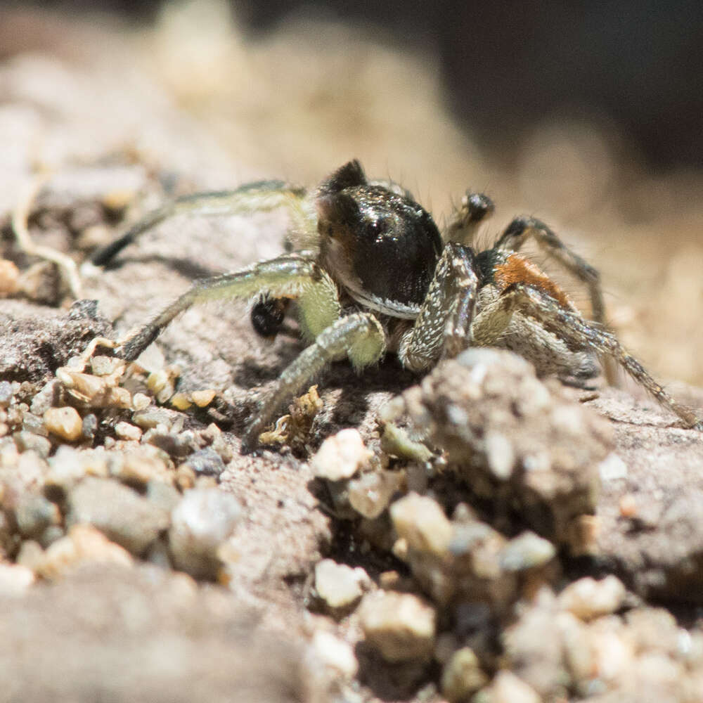 Image of Habronattus ophrys Griswold 1987