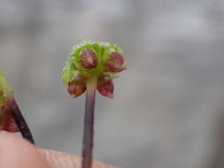 Image of Lindenberg's asterella