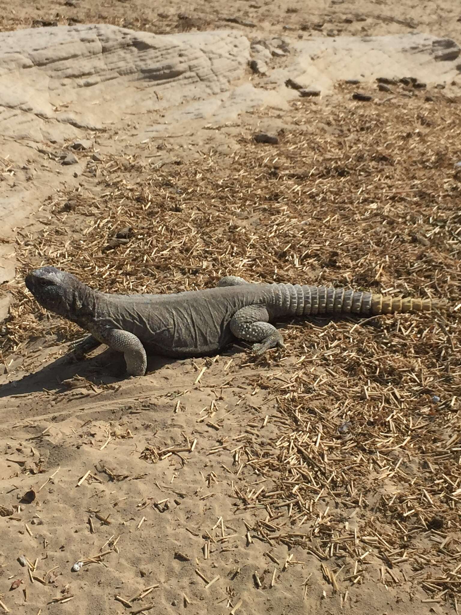 Слика од Uromastyx aegyptia leptieni Wilms & Böhme 2000