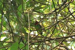 Image of Fiery-throated Fruiteater