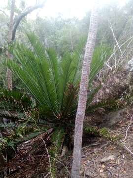 Image of Bushman's River Cycad