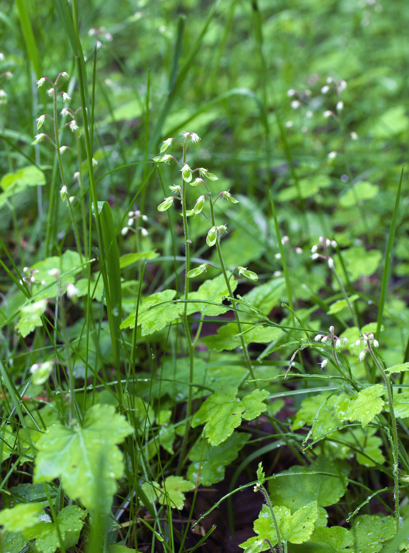 Image of Tiarella polyphylla D. Don